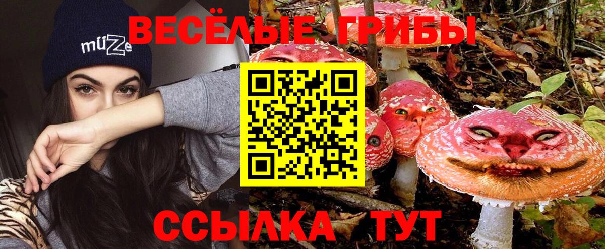 закладки  Дмитров  Псилоцибиновые грибы Cubensis 